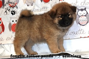 chiot eurasier